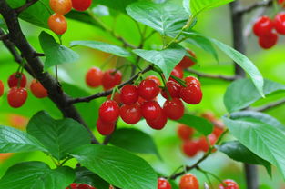 2018河南美農富硒櫻桃節開幕 五一玩轉櫻桃季，品味農副土特產品